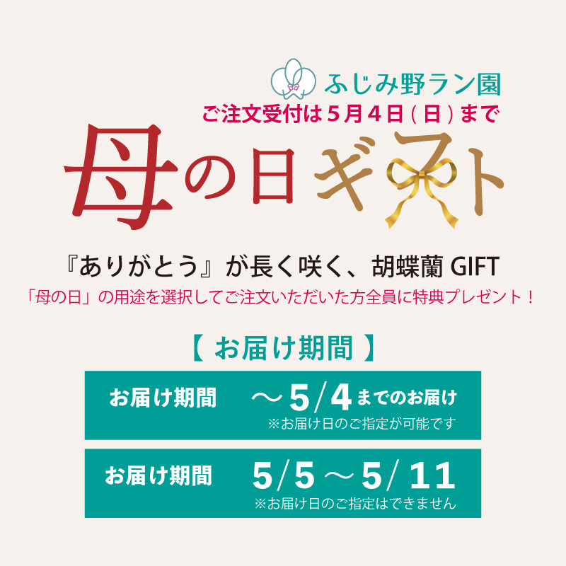 【BONUS対象ストア】胡蝶蘭 お祝い お供え 3本立ち10000円 選べる5色 お祝い お供え 花ギフト お誕生日 開店祝 開業祝 新築祝 |  | 20