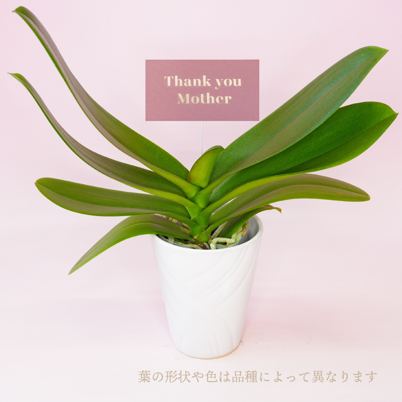 蘭鉢 陶器のおすすめ人気商品一覧 通販 - Yahoo!ショッピング