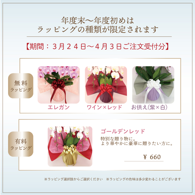 胡蝶蘭 大輪60輪以上 5本立ちラグジュアリータイプ ボリューム 胡蝶蘭 大輪60輪以上 5本立ちラグジュアリータイプ ボリューム