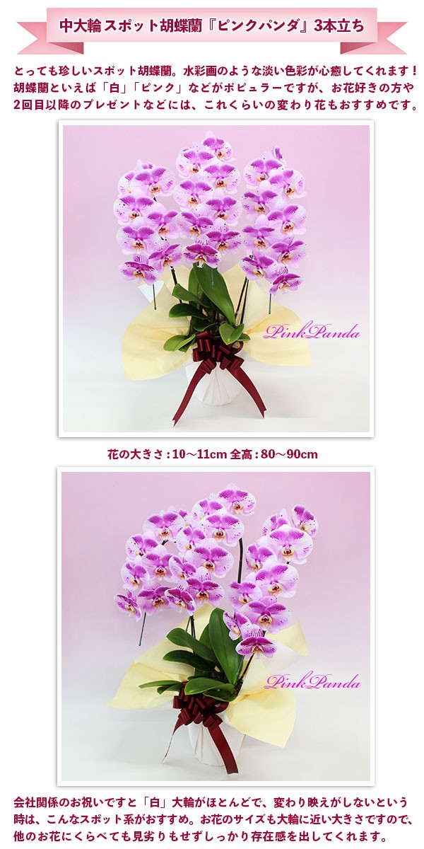 最新人気 胡蝶蘭 お祝い お供え 母の日 花ギフト 珍しい スポット胡蝶蘭 ピンクパンダ 3本立ちギフト 品質保証 お誕生日 開店祝 開業祝 新築祝 超人気 Www Technet 21 Org
