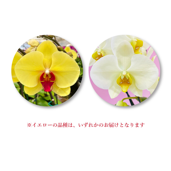 【BONUS対象ストア】胡蝶蘭 お祝い お供え 3本立ち10000円 選べる5色 お祝い お供え 花ギフト お誕生日 開店祝 開業祝 新築祝 |  | 05
