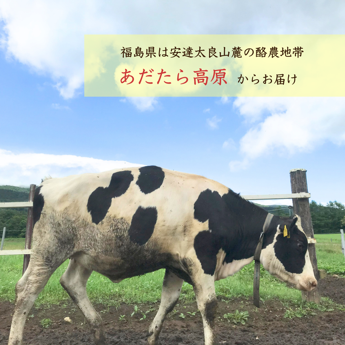 チーズケーキ工房風花