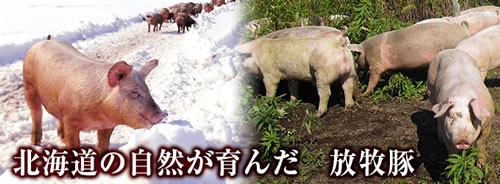 北海道の自然が育んだ放牧豚