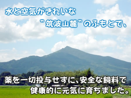 水と空気がきれいな”筑波山麓”のふもとで、薬を一切投与せずに、安全な飼料で健康的に元気に育ちました。