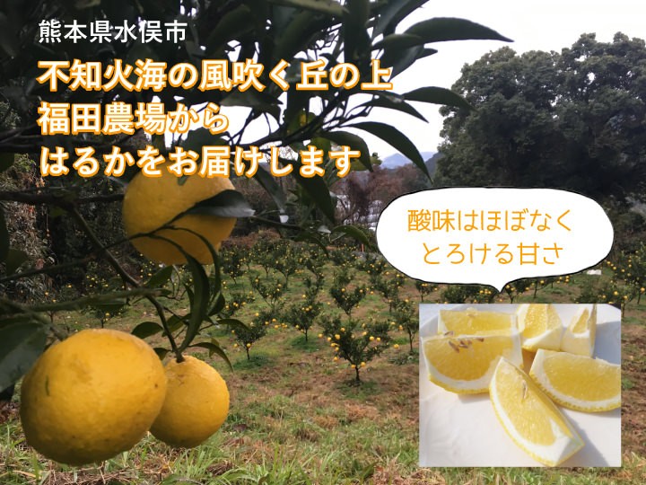 熊本水俣不知火海の風を受けて育ったはるかみかんを福田農場直送でお届けします