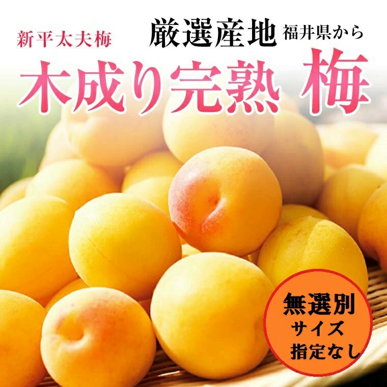 うに　福井産の完熟「新平太夫」（しんへいだゆう）　訳あり品9.5ｋｇ うに様専用 福井産の完熟「新平太夫」（しんへいだゆう） 訳あり
