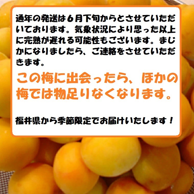 完熟梅 新平太夫梅 秀品 約10K箱 サイズ指定なし 福井 樹上完熟梅