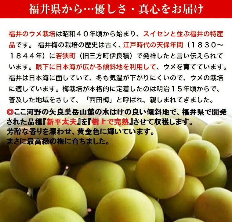 新平太夫梅 秀品 約3〜10kg 木成り完熟 梅 サイズ指定なし 福井県