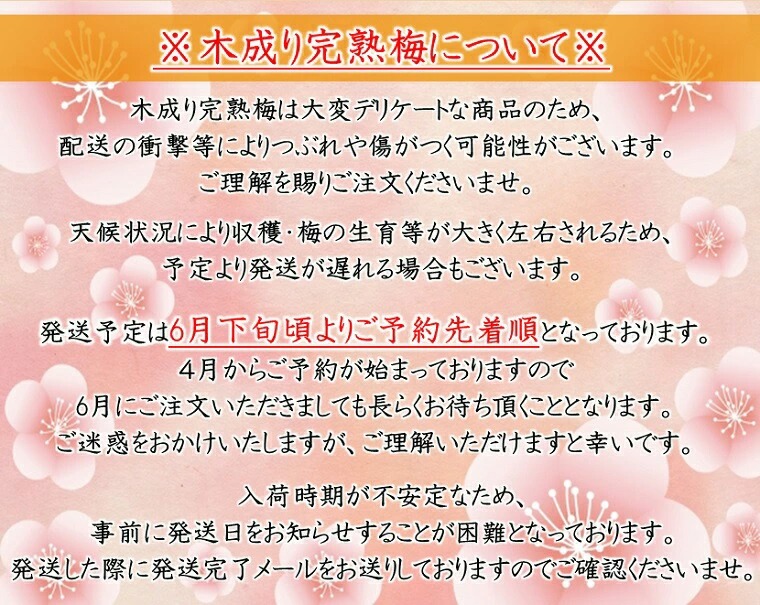 完熟梅 新平太夫梅 秀品 約5K箱 サイズ指定なし 福井 樹上完熟