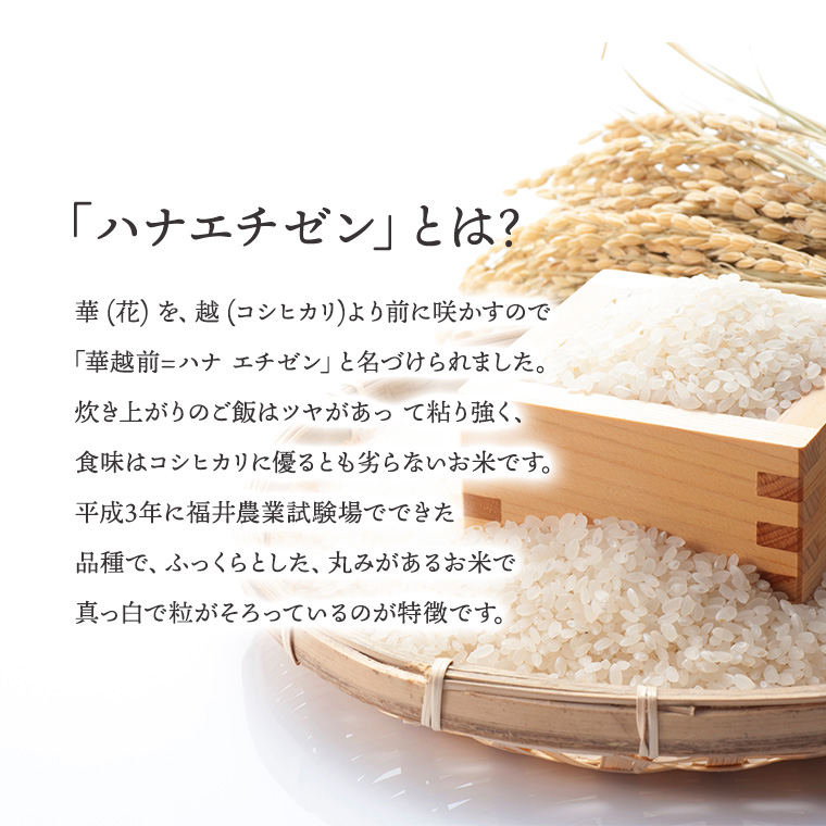 令和7年度産 精米【はなえちぜん】 5KG袋 【福井県米ブランド米】華