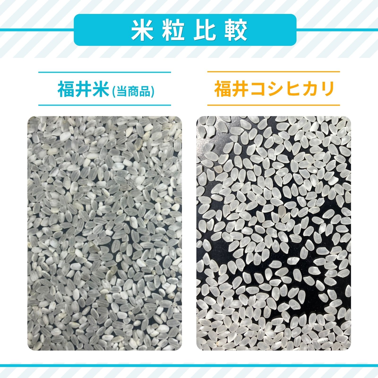 米 10kg 送料無料 福井米 福井県産100% 白米 令和7年産 : 福井の米屋