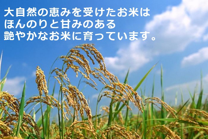 旨いお米