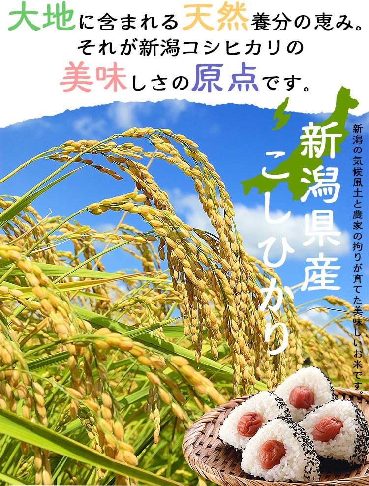 新潟コシヒカリ