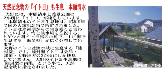 大野市３