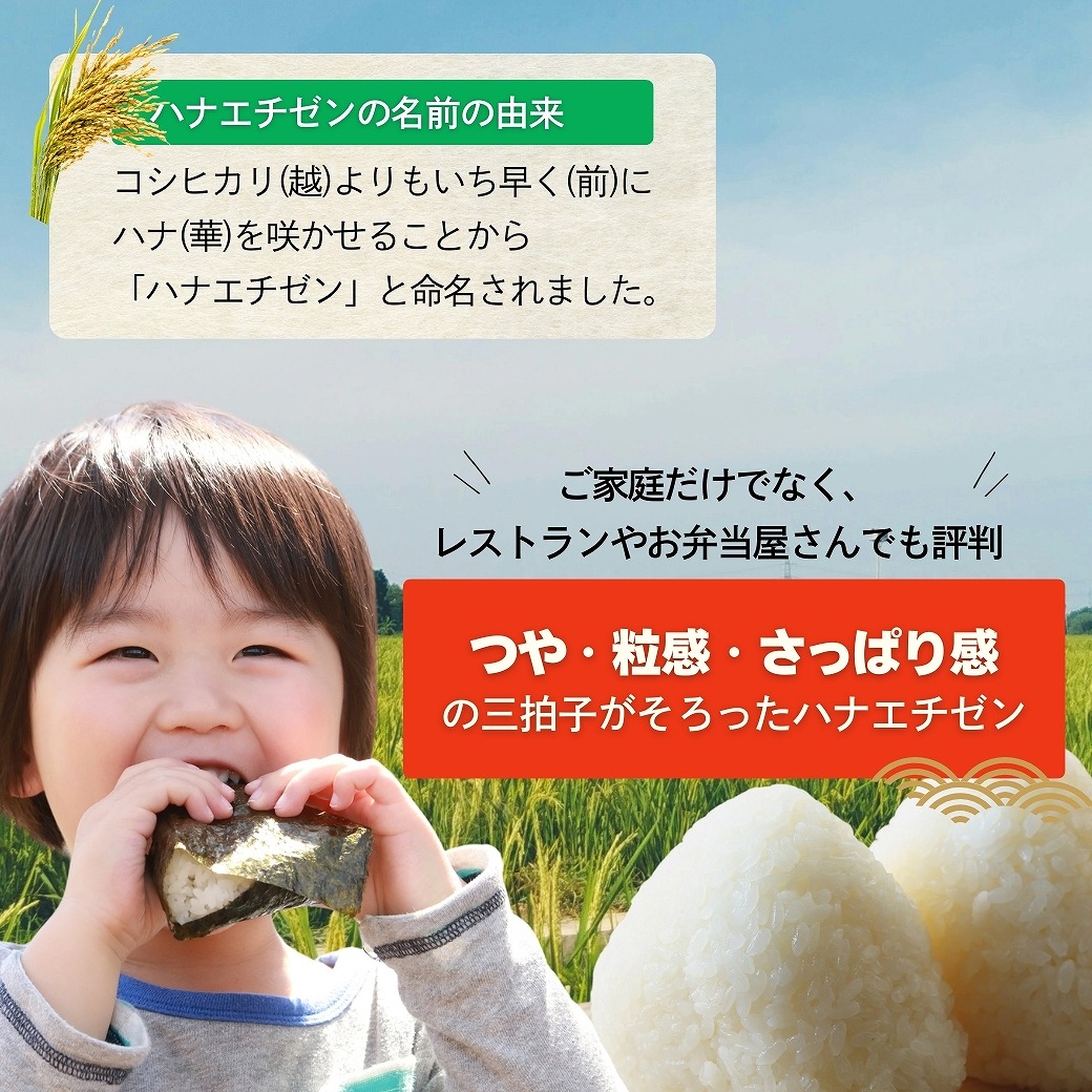 ハナエチゼン 10kg 5kg×2袋 白米 福井県産 令和7年産 送料無料 : 福井
