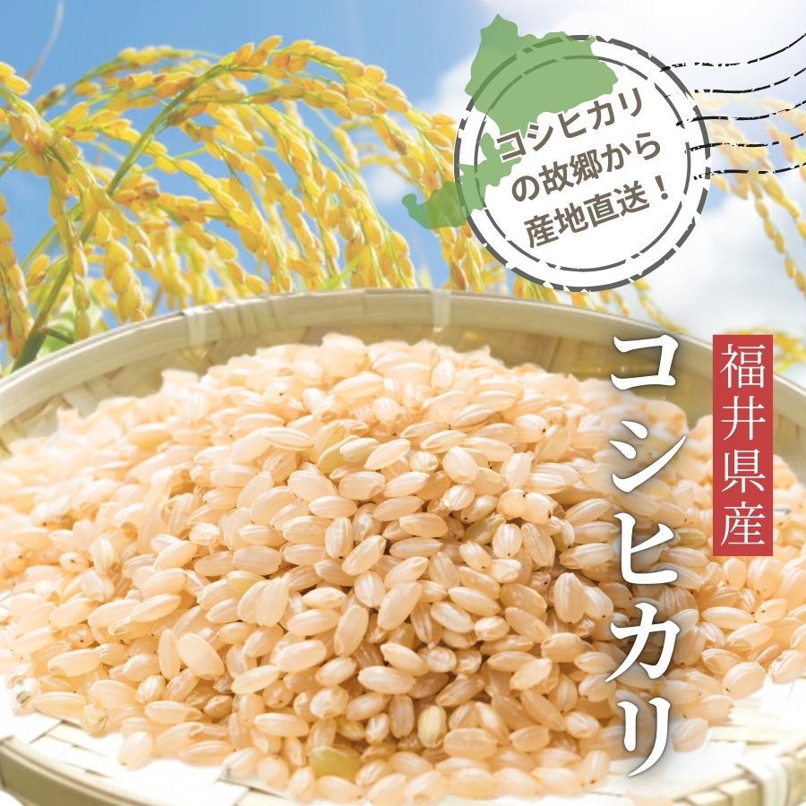 新米 米 玄米 20kg 5kg×4袋 コシヒカリ 福井県産 令和6年産 送料無料