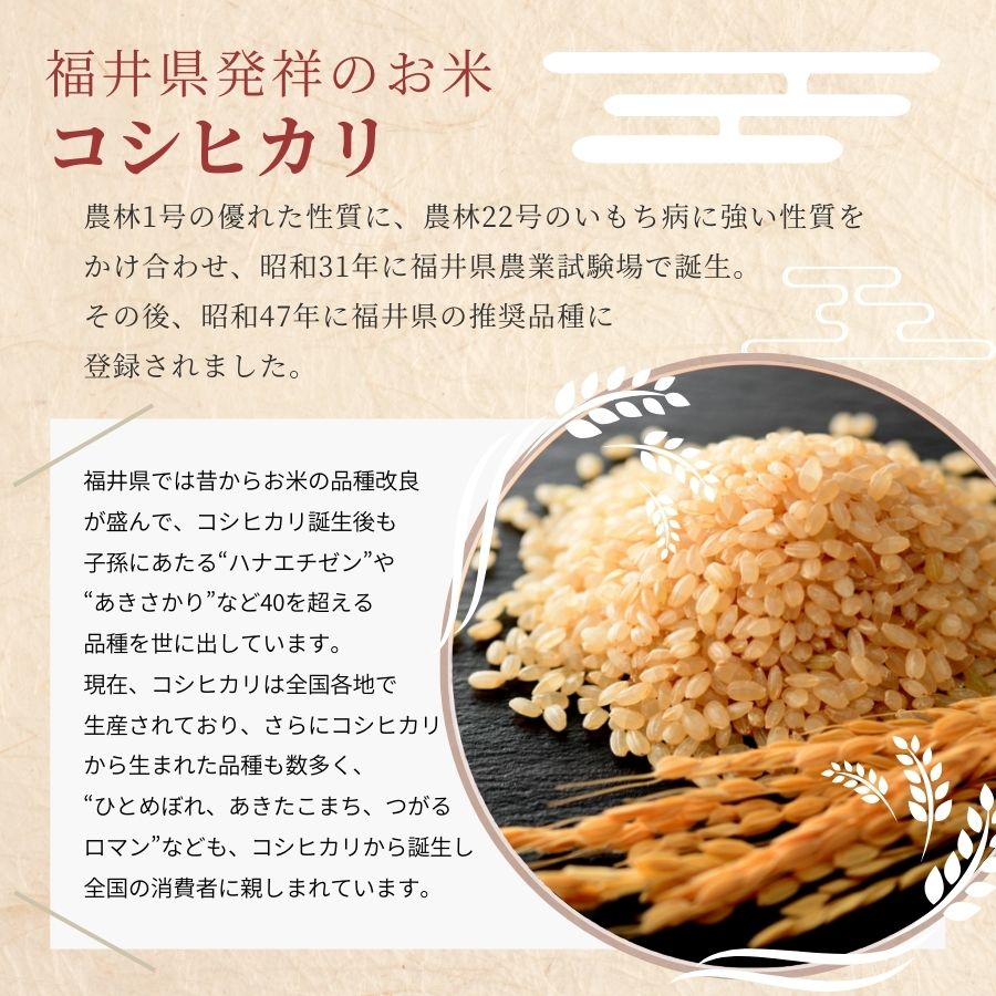 新米 米 玄米 10kg 5kg×2袋 コシヒカリ 福井県産 令和6年産 送料無料 : 31-5-2 : 福井の米屋 - 通販 -  Yahoo!ショッピング