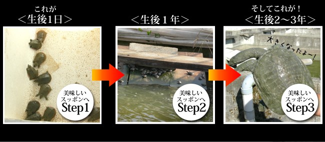 自然に近い環境で２〜３年かけてじっくり育てているすっぽん(中には逃げ出しちゃうすっぽんもいるらしい)。すっぽんは自然交配で誕生します、そして冬眠を経て一回りも二回りも大きくそしてしっかりと育ちます。そんな環境だからこそストレスを最小限にしてすっぽんの旨みを最大限に引き出せるようにじっくり育てます。
