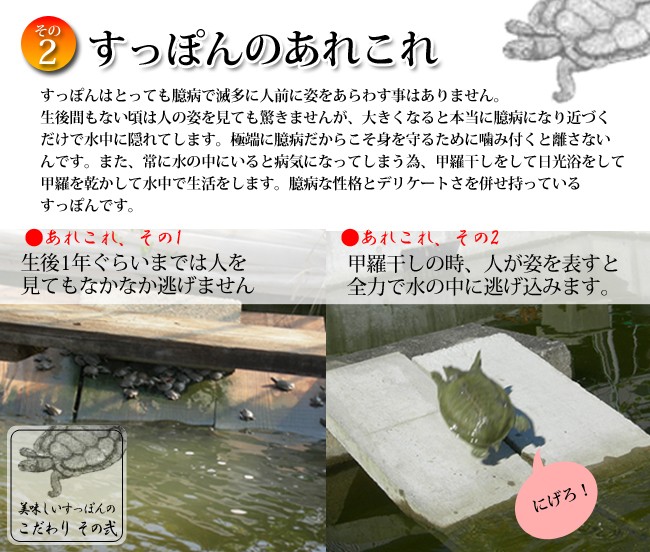 すっぽんはとっても臆病で滅多に人前に姿をあらわす事はありません。生後間もない頃は人の姿を見ても驚きませんが、大きくなると本当に臆病になり、近づくだけで水中に隠れてします。極端に臆病だからこそ身を守るために噛み付くと離さないんです。また、常に水の中にいると病気になってしまう為、甲羅干しをして日光浴をして甲羅を乾かして水中で生活をします。臆病な性格とデリケートさを併せ持っているすっぽんです。