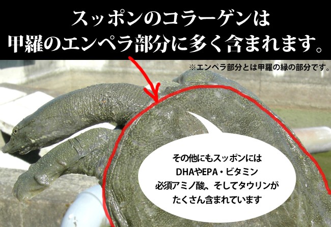 すっぽんの甲羅のエンペラ部分にはたくさんのコラーゲンが含まれています。その他にもすっぽんにはＤＨＡやＥＰＡ、必須アミノ酸・ビタミン・タウリンが多く含まれています。