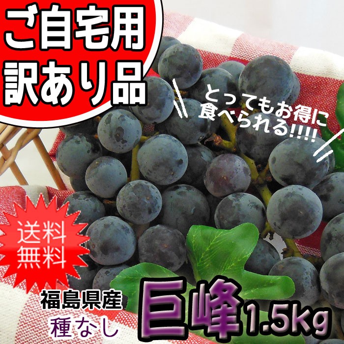 ぶどう 巨峰 (種なし) ご家庭用 訳あり 福島県産 約1.5kg 発送時期：9
