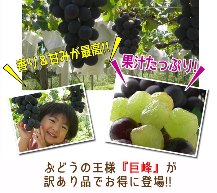 8キロ！たっぷり　福島県　種無し巨峰　家庭用に ぶどう 巨峰 (種なし) ご家庭用 訳あり 福島県産 約1.5kg 発送時期：9