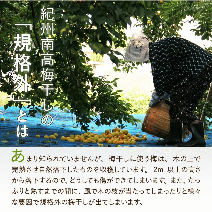紀州南高梅訳ありお試しセット