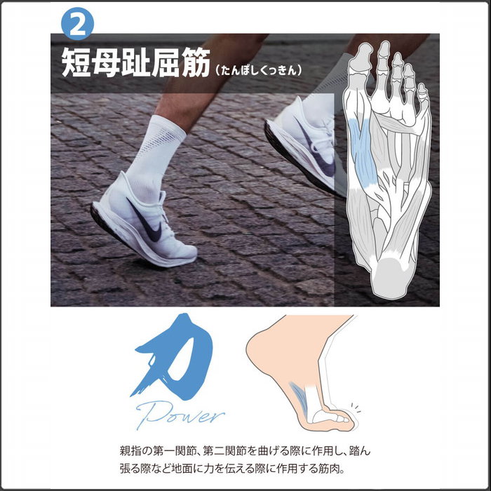 Activital（アクティバイタル） 爆買 Activital PROラン ホワイト L-LL