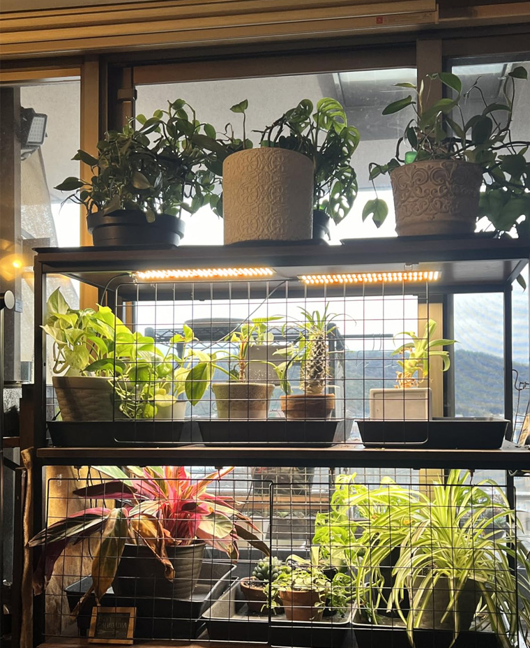 植物育成ライト LED フルスペクトル タイマー機能付き パネル 4ヘッド式 288個 屋内 屋外用 観葉植物 多肉植物 植物育成ライト LED 育成ライト 植物ライト |  | 12