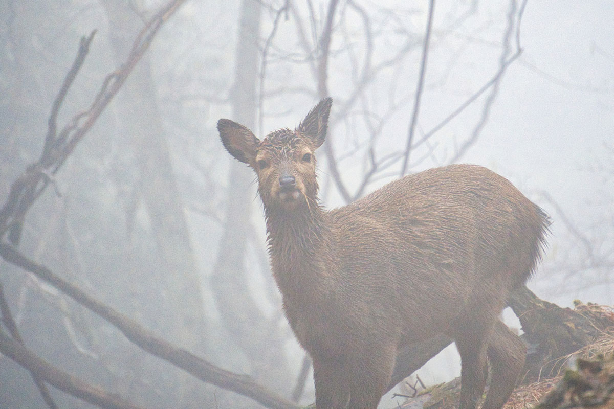 究極健康食品といわれる鹿肉を愛犬愛猫に