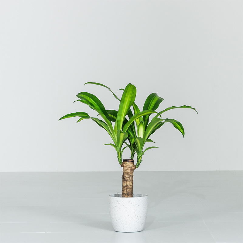 観葉植物 ストライプ模様の葉　幸福の木　ドラセナ　マッサンゲアナ 観葉植物 大型 ドラセナ マッサンゲアナ 幸福の木 10号 | 移転祝い