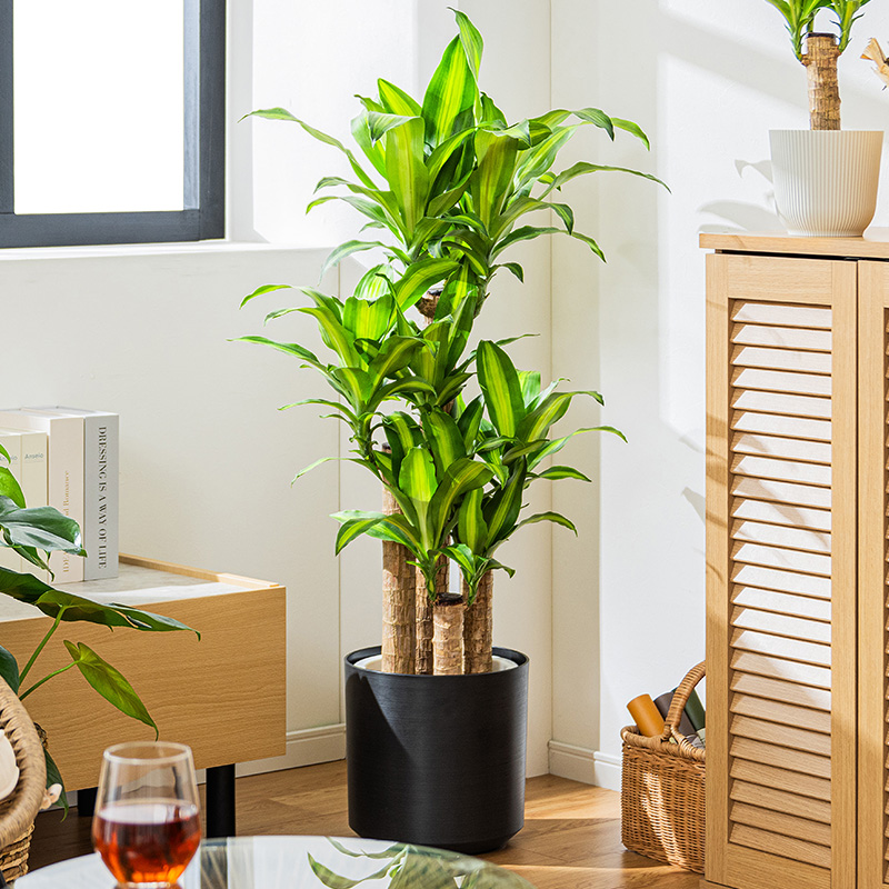 MINT マッサン 観葉 植物 本物 観葉植物 8号 高さ約110〜130cm