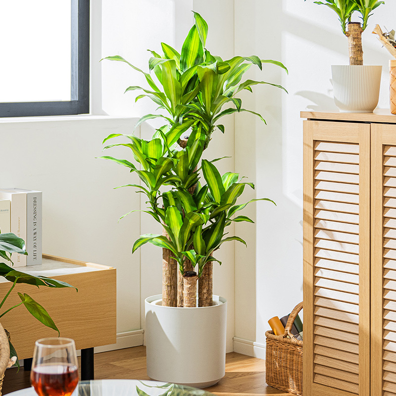 MINT マッサン 観葉 植物 本物 観葉植物 8号 高さ約110〜130cm