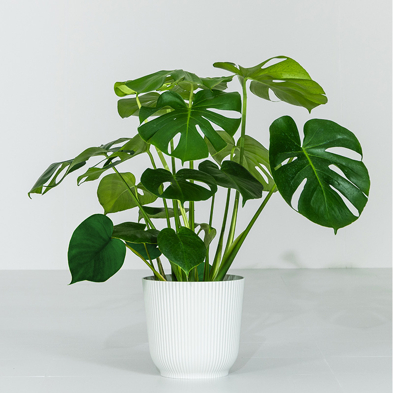 MINT（家具、インテリア） モンステラ インテリア 観葉植物 7号