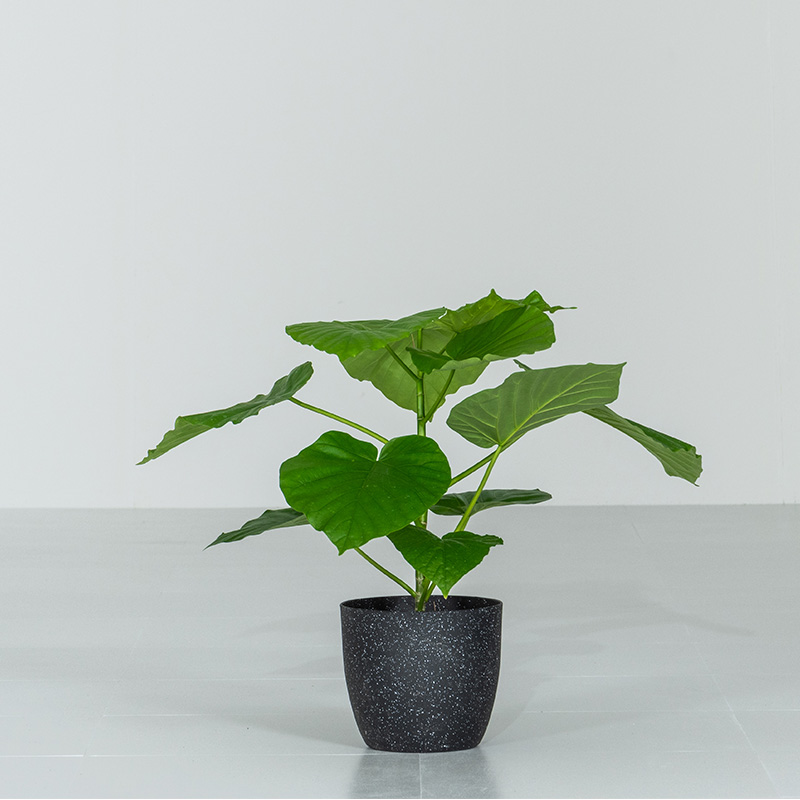 ウンベラータ 曲がり 大型（観葉植物） | 花、ガーデニング の商品一覧