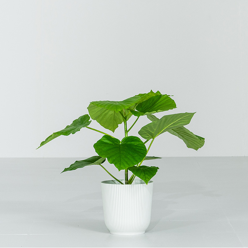 MINT ウンベラータ 室内観葉植物 5号 高さ約40〜60cm 鉢カバー付き