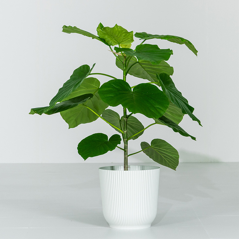 MINT ウンベラータ 室内観葉植物 7号 高さ約70〜90cm 鉢カバー付き