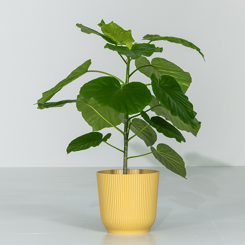 MINT ウンベラータ 室内観葉植物 7号 高さ約70〜90cm 鉢カバー付き