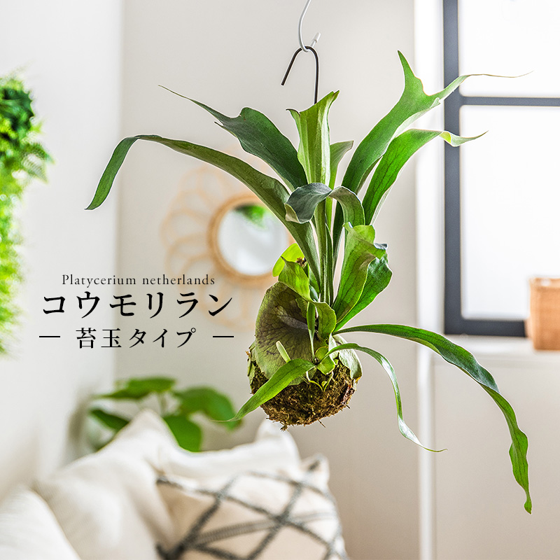 コウモリラン　ビカクシダ　コケ玉　苔玉　吊るす紐付き コケ玉 コウモリラン○吊るすだけでおしゃれな部屋に！直径約10