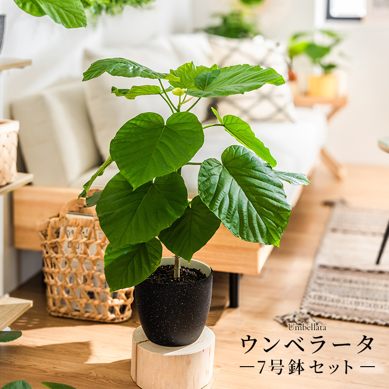 MINT ウンベラータ 室内観葉植物 7号 高さ約70〜90cm 鉢カバー付き