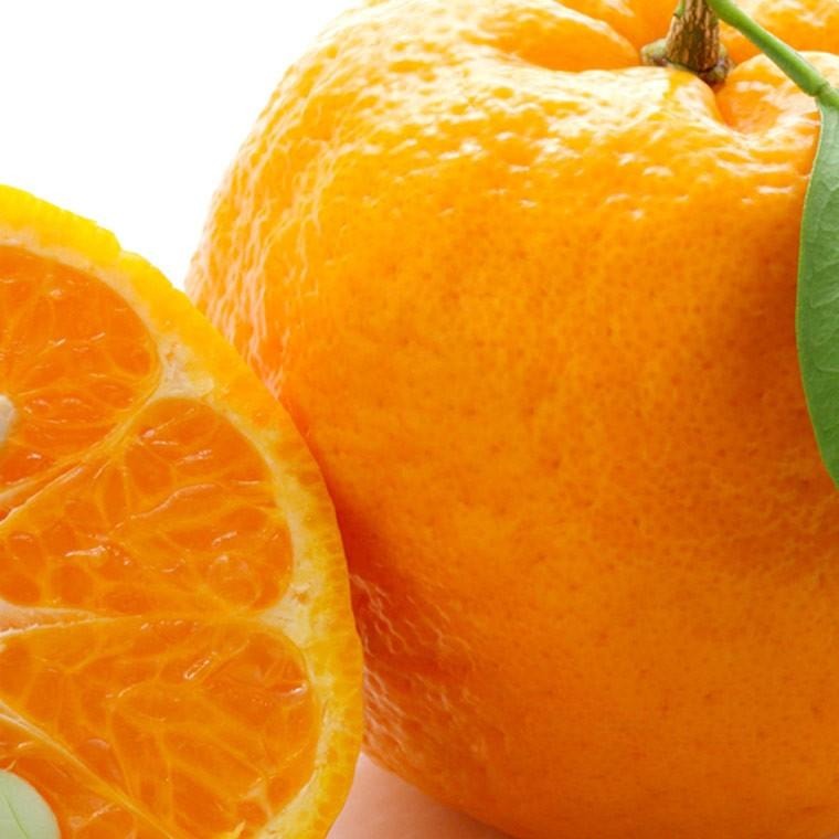 エッセンシャルオイル「フレーバーライフ（Flavor_Life）」和精油