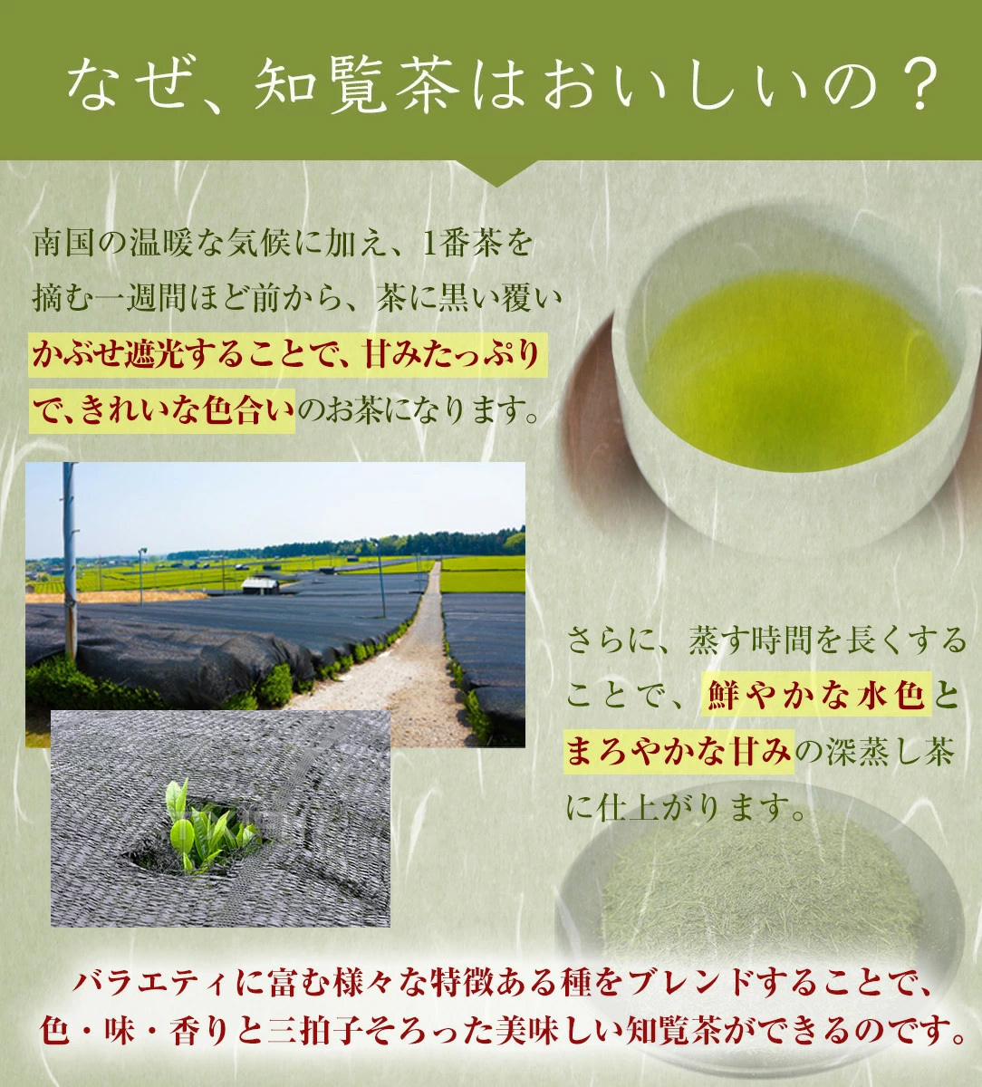 知覧茶 やぶきた 100g 緑茶 茶葉 日本茶 煎茶 お茶の葉