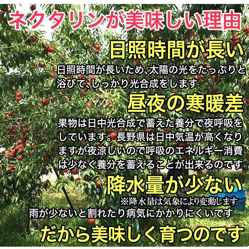 超訳あり ネクタリン 約2.5キロ 品種おまかせ 2.5kg 長野県産 加工用 #NQ00C025 産地直送