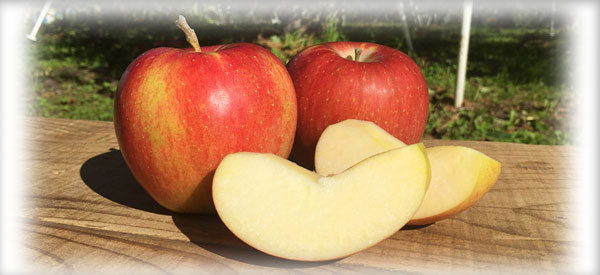 りんごの品種について