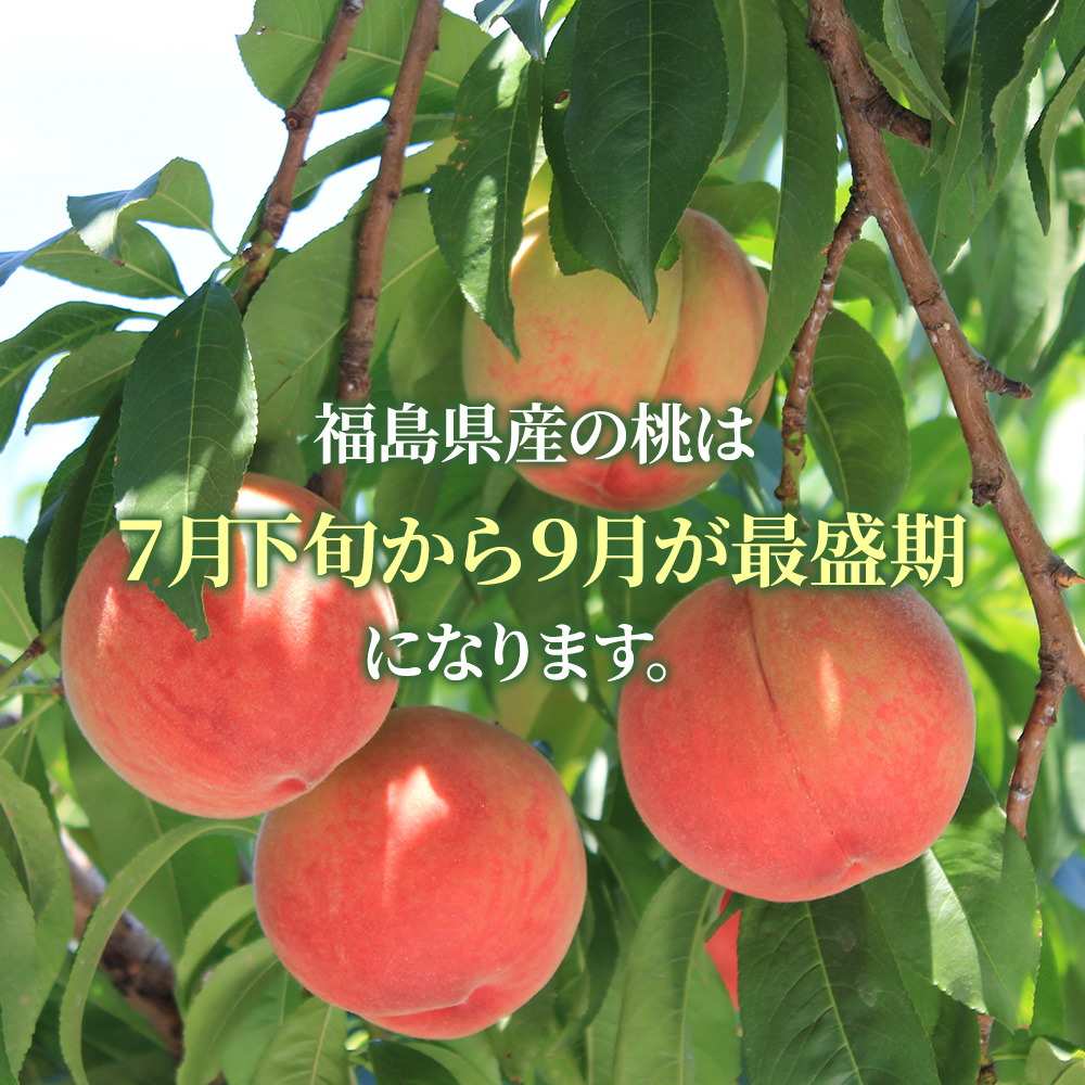 最高級白桃1箱4玉入り 桃 白桃 もも 果物 糖度 特秀 大玉 贈答用 敬老の日 桃 白桃 大玉 特選 秀品 約1.7kg 5-8玉 品種おまかせ 最高級 福島県産