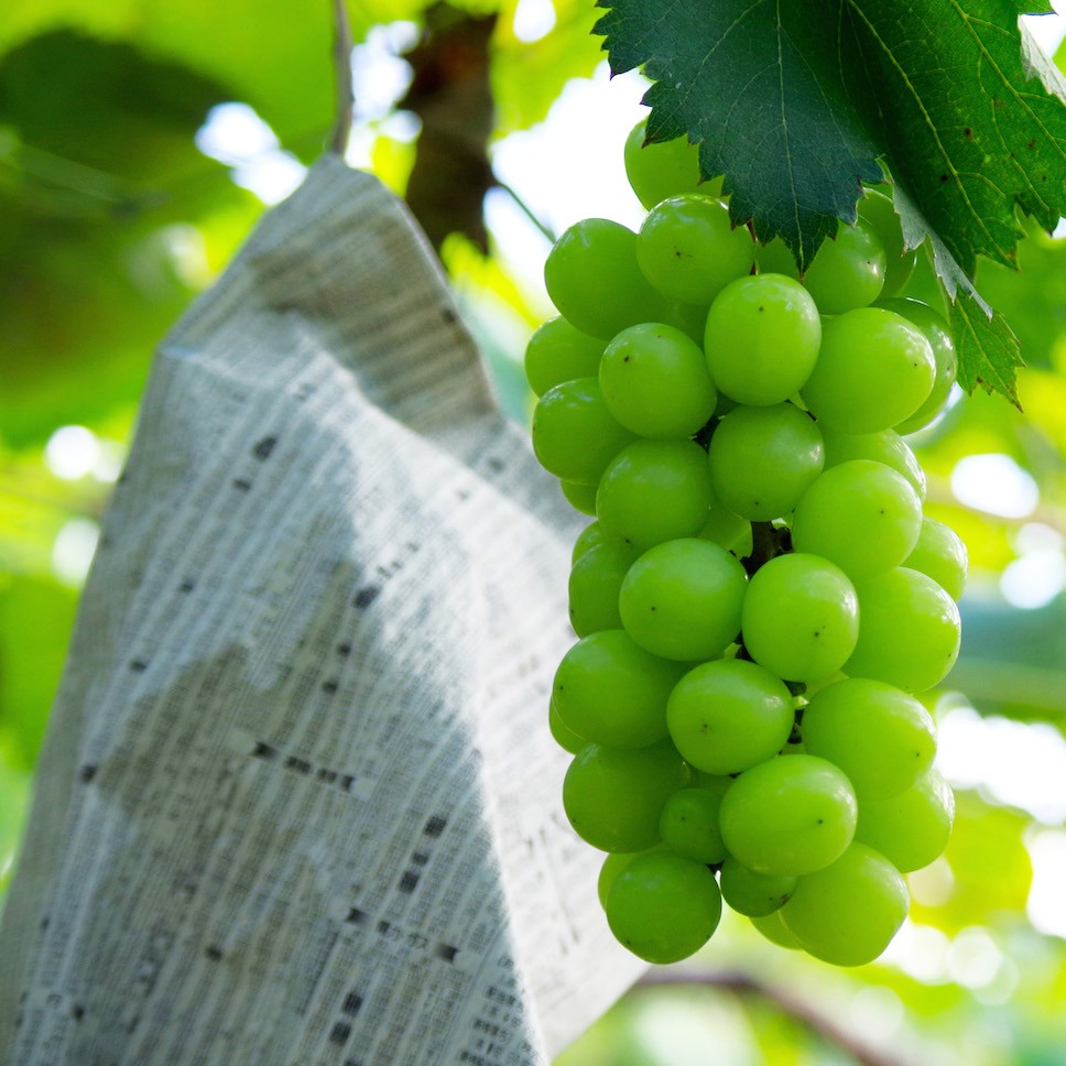 シャインマスカット 晴王 岡山県産 大房 約700g 1房 高級 ぶどう 贈答