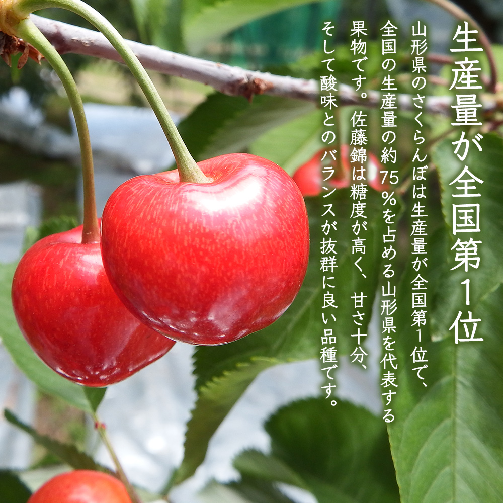さくらんぼ 佐藤錦 山形県産 秀品 1kg (500g×2) L玉 2L玉 バラ詰め さくらんぼ 佐藤錦 山形県産 秀品 1kg (500g×2) L玉 2L玉 バラ詰め