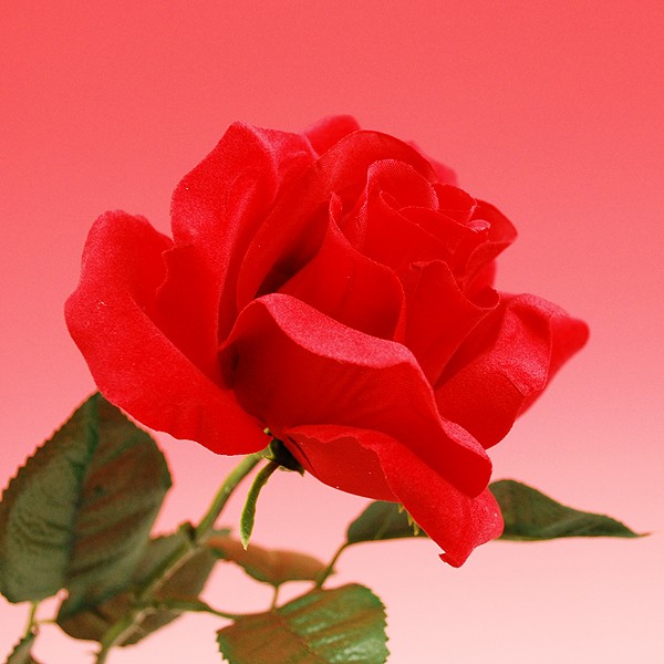 Yahoo!ショッピング - 【シルクフラワー】ベルベットローズ（薔薇・バラ）【領収書発行】｜フタバ装飾