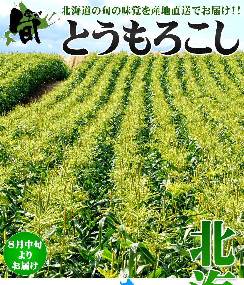北海道 とうもろこし ホワイトショコラ