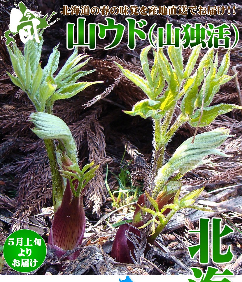 北海道産 天然 山ウド